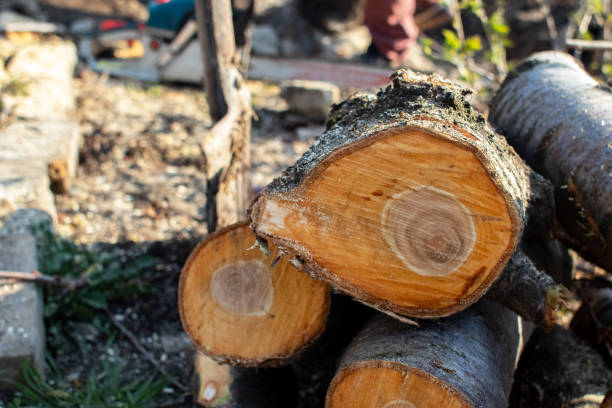 Best Tree Fertilization  in USA